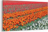 Schilderij - Witte, oranje en rode tulpen — 100x70 cm