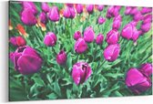 Schilderij - Tulpen bloemen — 100x70 cm
