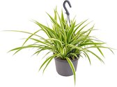 Graslelie in Hangpot per stuk | Chlorophytum 'Variegatum' - Kamerplant ⌀18 cm - ↕40-45 cm