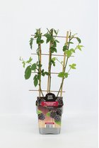 Fruitplant - Rubus fruticosus 'Thornfree' - Zwarte Braam - op rek - Hoogte 60 / 70 Cm