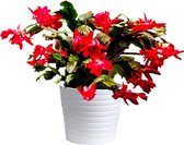 Rode Lidcactus Schlumbergera 13cm kwekerij pot. Huiskamer kantoor plant.