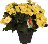 2 Stuks - Begonia - Belove Yellow (Geel) - Voor binnen en buiten - ⌀19 cm - Hoogte ↕38cm - Vers uit eigen kwekerij!