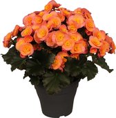 2 Stuks - Begonia - Belove Peach (Oranje) - Voor binnen en buiten - ⌀19 cm - Hoogte ↕38cm - Vers uit eigen kwekerij!