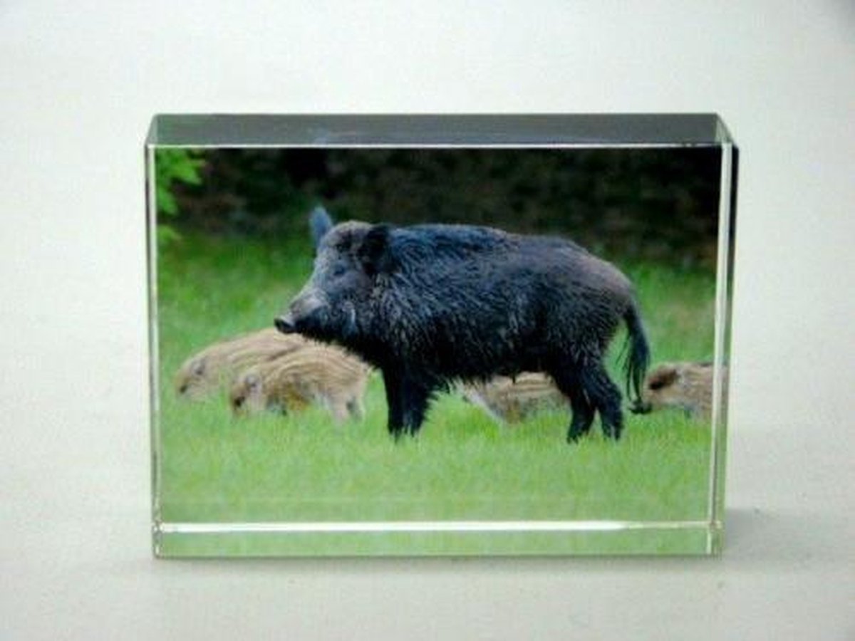 Glasblokje met Gravure Wild Zwijn – Kleurrijk Decoratief Blokje – 8 x 2 x 4 cm