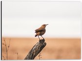 Dibond - Vogeltje op een Houten Stok  - 40x30cm Foto op Aluminium (Met Ophangsysteem)