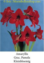 amaryllis Grac Pamela 1 bol maat 28/+ kleinbloemig