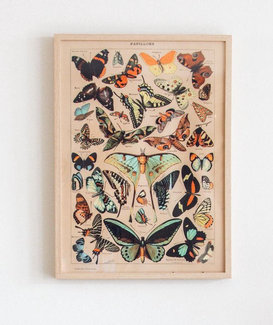 Vintage Poster Vlinders - Schoolplaat - Papillons - 70x50 - (Vintage/Retro) - Educatief - Dieren