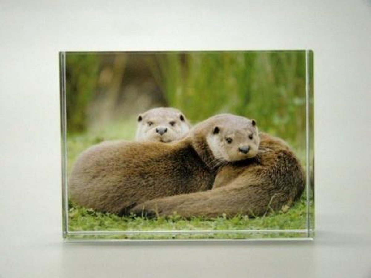 Foto Glasblokje Otter – Ingegraveerd Glas, Kleurrijk en Sfeervol