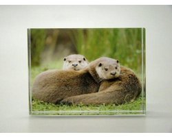 Foto Glasblokje Otter – Ingegraveerd Glas, Kleurrijk en Sfeervol