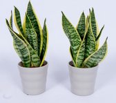 WL Plants - 2x Sansevieria Laurentii - Vrouwentong - Kamerplanten - Gemakkelijk Te Verzorgen - ± 40cm hoog – 12 cm diameter - In Grijze Pot