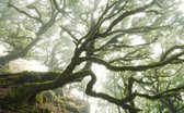 Komar Pure | the forgotten forest | bos | fotobehang op vlies 400x250cm