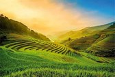 Fotobehang - Terraced Rice Field In Vietnam 384x260cm - Vliesbehang