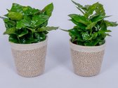 2x Coffea Arabica - Koffieplant - in trendy mand
