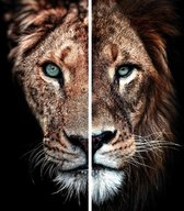 Plexiglas Twee Luik Lion Couple 120 x 90 cm op plexiglas incl. luxe ophangframe