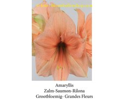 amaryllis Zalm 1 bol maat 28/+ grootbloemig
