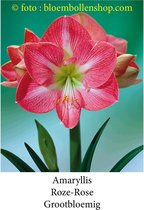 amaryllis roos - roze 1 bol maat 28/+ grootbloemig