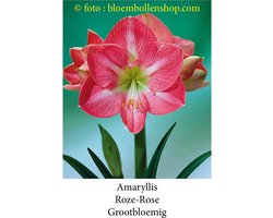 amaryllis roos - roze 1 bol maat 28/+ grootbloemig