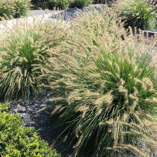 Foto: 6x pennisetum alopecuroides hameln lampenpoetsersgras in p9 0 5 liter pot