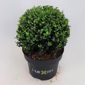 2x Ilex Crenata Dark Green Bolvorm doorsnee 25cm - Japanse Hulst in 5 liter pot