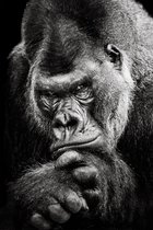 Gorilla 200 x 135  - Dibond