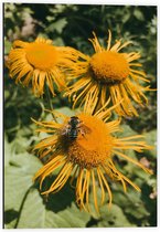 Dibond - Bij op Gele Bloemen - 40x60cm Foto op Aluminium (Wanddecoratie van metaal)