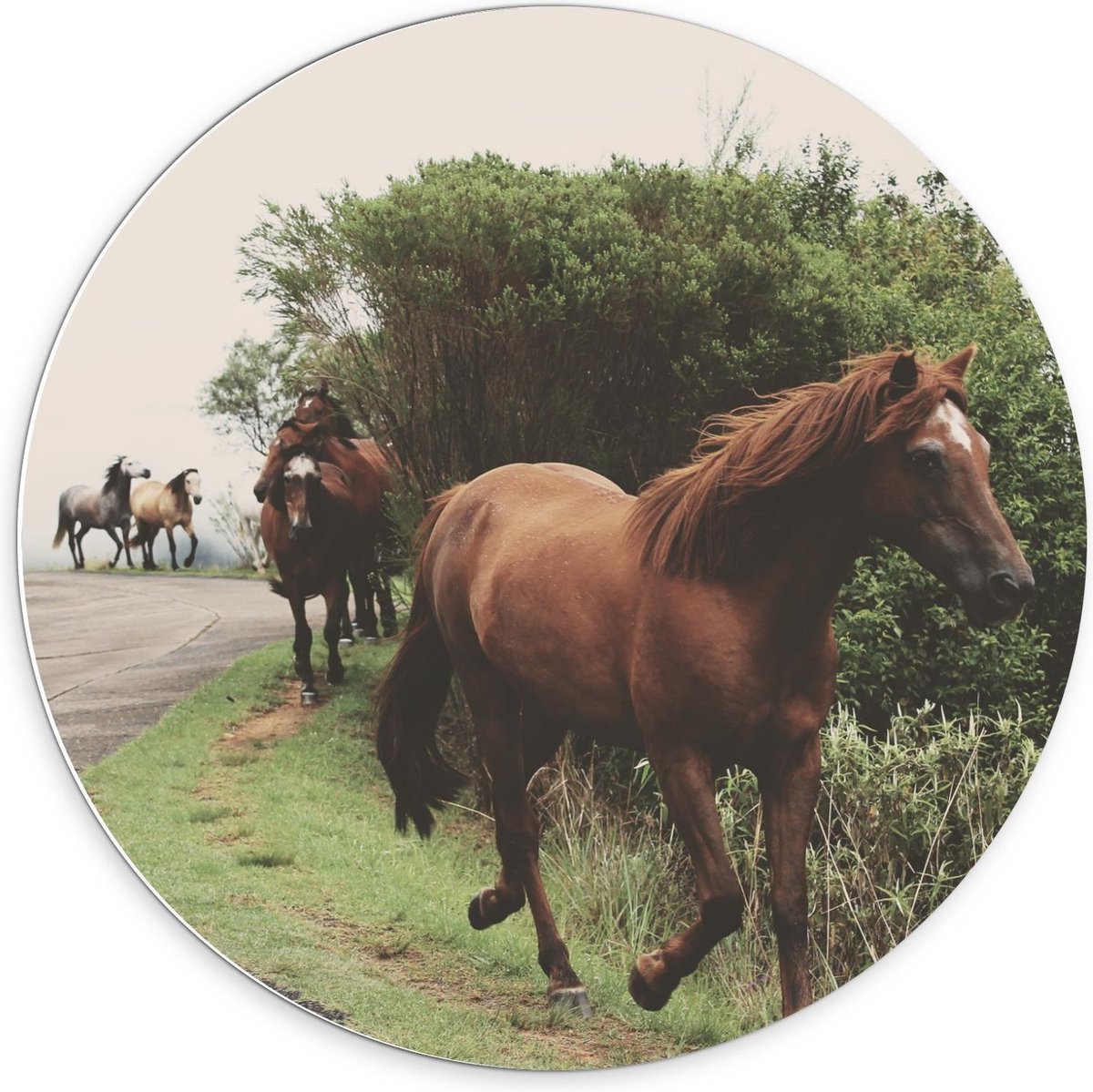 KuijsFotoprint Forex Wandcirkel - Dravende Paarden op Bergweg - 70x70cm Foto op Wandcirkel (met ophangsysteem) Groen