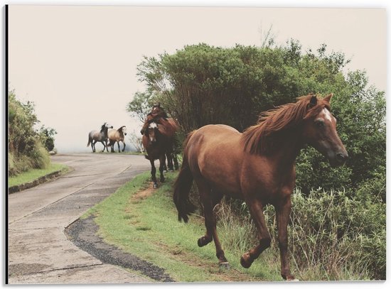 Dibond - Dravende Paarden op Bergweg - 40x30cm Foto op Aluminium (Met Ophangsysteem)