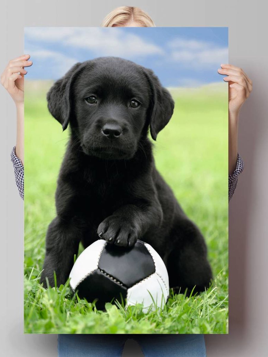 Poster Dog - labrador football - 91,5 x 61 - Papier - REINDERS