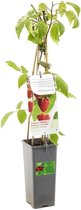Frambozenplant - frambozenstruik - Rubus idaeus - Heritage - hoogte 60 cm - potmaat Ø11cm