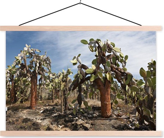 Cactussen Galapagoseilanden bij Ecuador schoolplaat platte latten blank 150x100 cm - Foto print op textielposter (wanddecoratie woonkamer/slaapkamer) / Zee en Strand