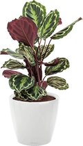 Calathea Medaillon in watergevende Classico wit | Pauwenplant