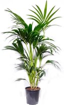 Palm Kentia Howea medium
