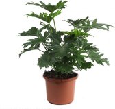 Philodendron Selloum | Philodendron