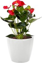 Anthurium rood in watergevende Classico wit | Flamingoplant