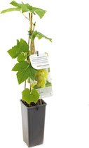 Pitloze witte druif - Vitis vinifera - Himrod - hoogte 60 cm - potmaat Ø11cm - druivenplant - druivenstruik
