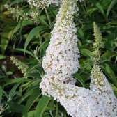 12 x Buddleja davidii 'White Profusion' - Vlinderstruik in C2 pot met hoogte 20-40cm
