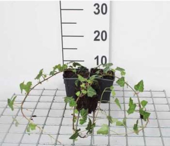 6 x Hedera Helix - Klimop pot 9x 9 xm