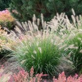 8 x Pennisetum alopecuroides 'Hameln' - Lampenpoetsersgras in C2 pot met hoogte 10-20cm