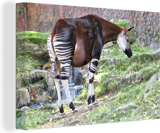 Canvas Schilderij Okapi in de natuur - 120x80 cm - Wanddecoratie