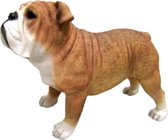 Dierenbeelden Engelse bulldog hond - Decoratie beeldje 15 cm