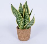 WL Plants - Sansevieria Laurentii - Vrouwentong - Kamerplanten - Gemakkelijk Te Verzorgen - ± 40cm hoog – 12 cm diameter - In Bruine Mand