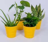 4 Kamerplanten - Aloe Vera, Monstera, Sansevieria & Koffieplant - In gele pot -geen groene vingers nodig