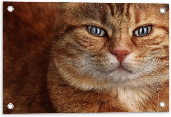 Tuinposter – Oranje kat met Mooie Blauwe Ogen  - 60x40cm Foto op Tuinposter  (wanddecoratie voor buiten en binnen)