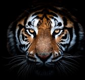 Tiger king 90 x 60  - Dibond