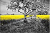 Schilderij - Rij bomen in geel veld, 1 deel