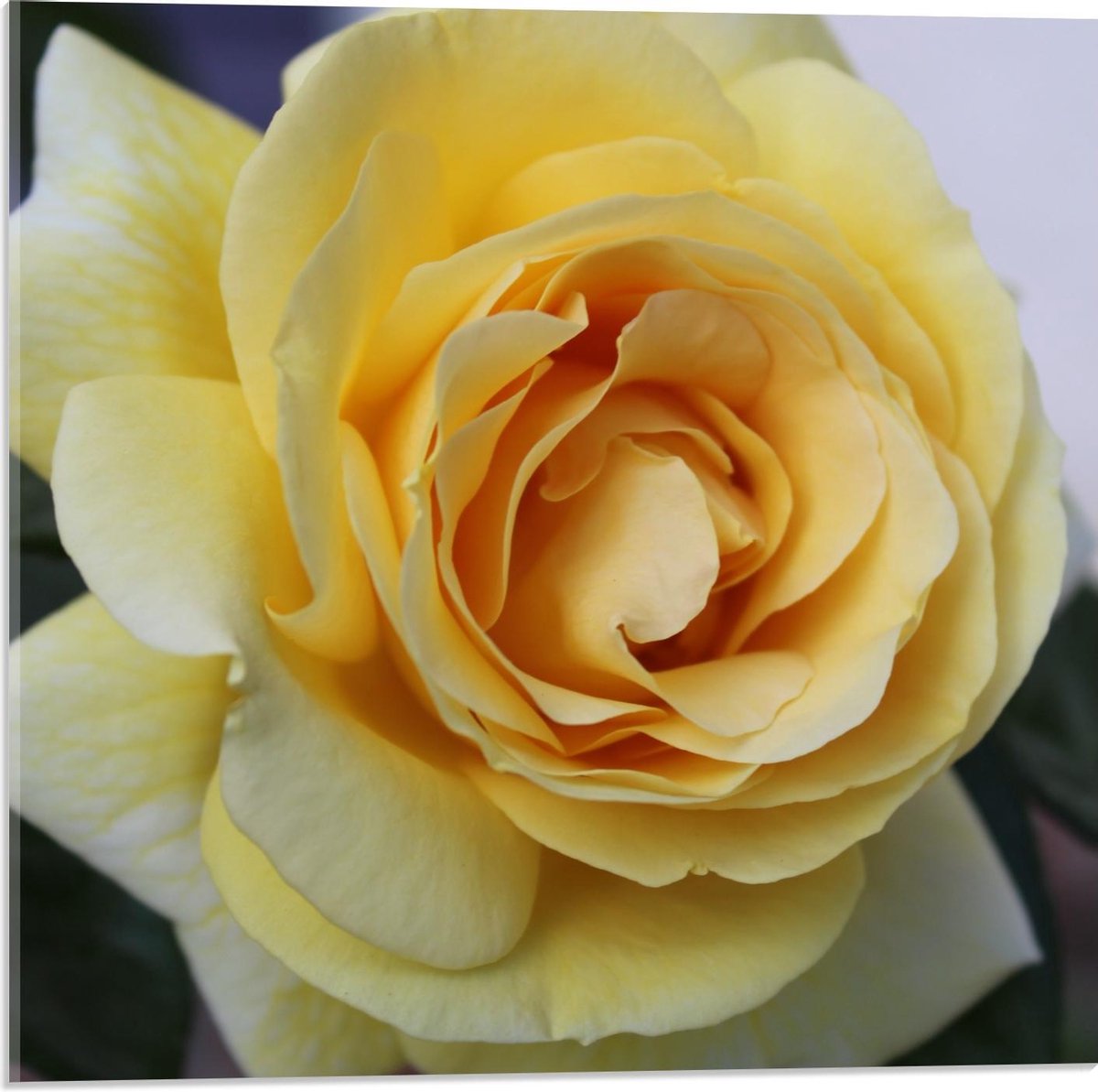 Plexiglas - Wit/Gele Roos (Close up) - 50x50cm Foto op Plexiglas (Met Ophangsysteem)