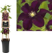 Klimplant Clematis Warszawska Nike 75 cm