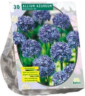 2 stuks Allium Caeruleum Azureum per 30