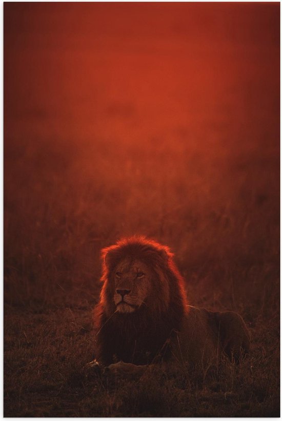 Poster - Liggende Leeuw met Oranje Gloed - Foto op Posterpapier