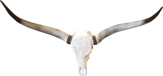 Longhorn skull 1 meter | Viënna
